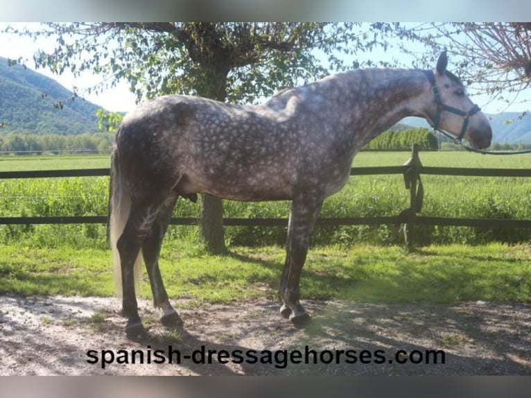 PRE Mestizo Caballo castrado 7 años 165 cm Tordo in Barcelona