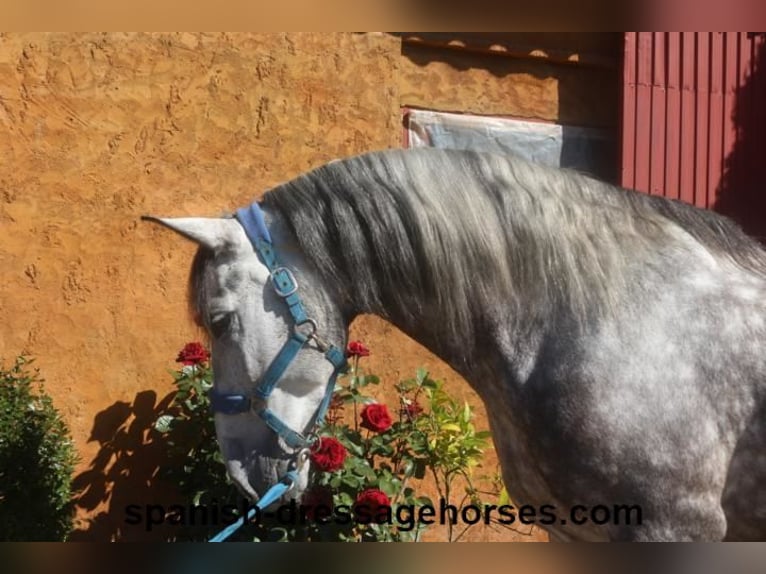 PRE Mestizo Caballo castrado 7 años 165 cm Tordo in Barcelona