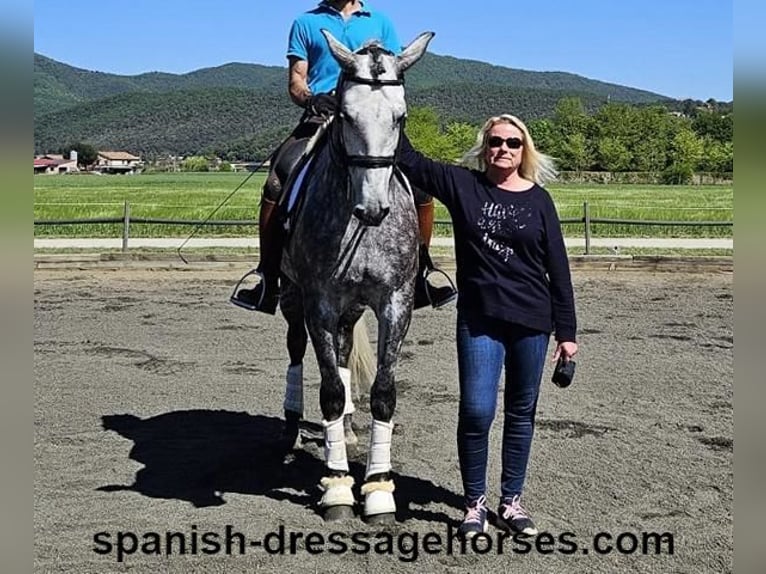 PRE Mestizo Caballo castrado 7 años 165 cm Tordo in Barcelona