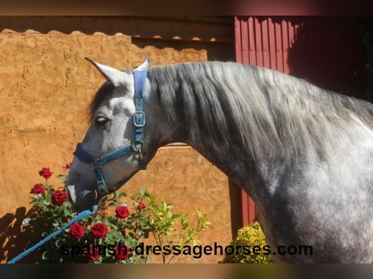 PRE Mestizo Caballo castrado 7 años 165 cm Tordo in Barcelona