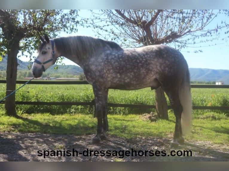 PRE Mestizo Caballo castrado 7 años 165 cm Tordo in Barcelona