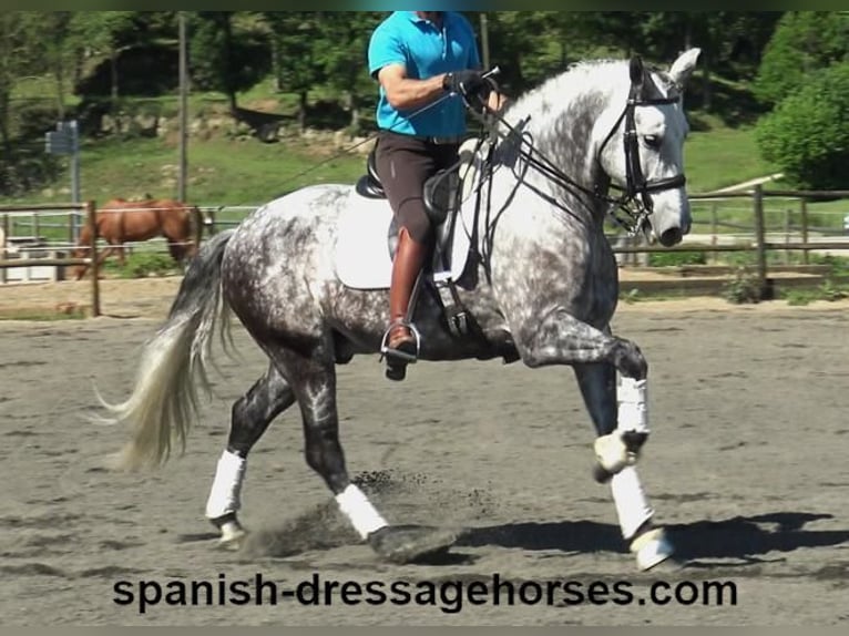 PRE Mestizo Caballo castrado 7 años 165 cm Tordo in Barcelona