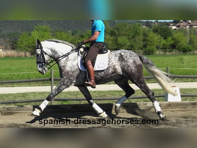 PRE Mestizo Caballo castrado 7 años 165 cm Tordo in Barcelona