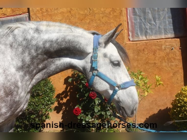 PRE Mestizo Caballo castrado 7 años 165 cm Tordo in Barcelona