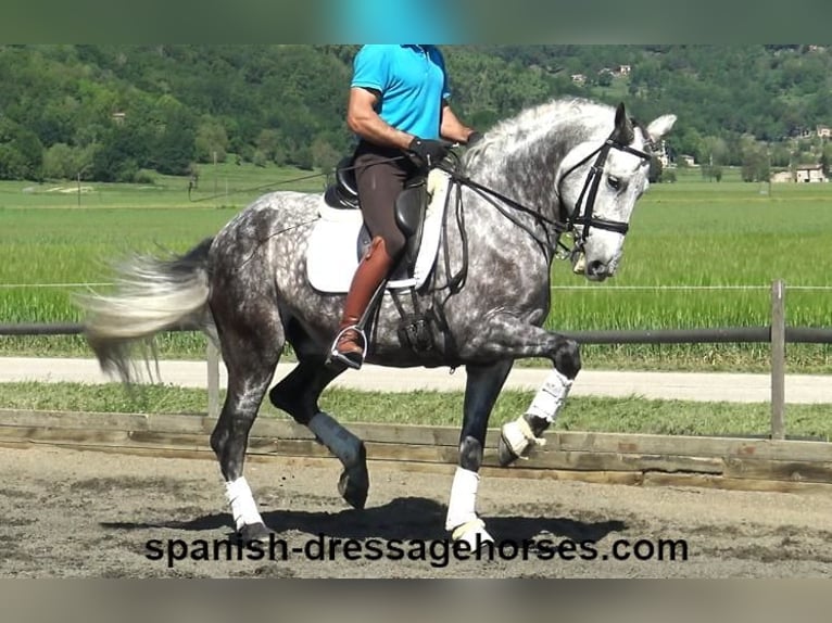 PRE Mestizo Caballo castrado 7 años 165 cm Tordo in Barcelona