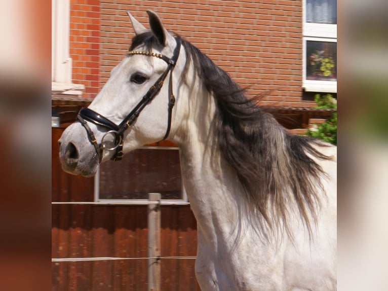 PRE Mestizo Caballo castrado 7 años 165 cm Tordo in Velpke
