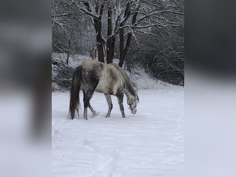 PRE Caballo castrado 7 años 165 cm Tordo in Wehretal
