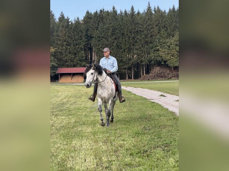 PRE Mestizo Caballo castrado 7 años 165 cm Tordo rodado in GrabenstättGrabenstätt
