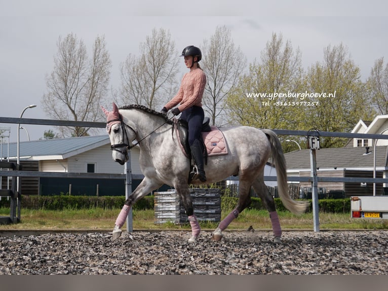 PRE Caballo castrado 7 años 165 cm Tordo ruano in Den Haag