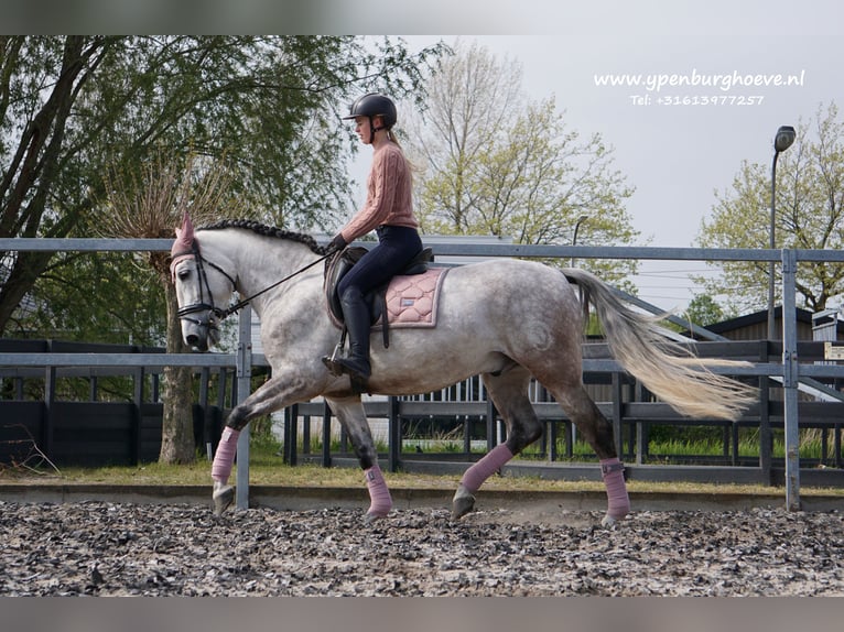 PRE Caballo castrado 7 años 165 cm Tordo ruano in Den Haag