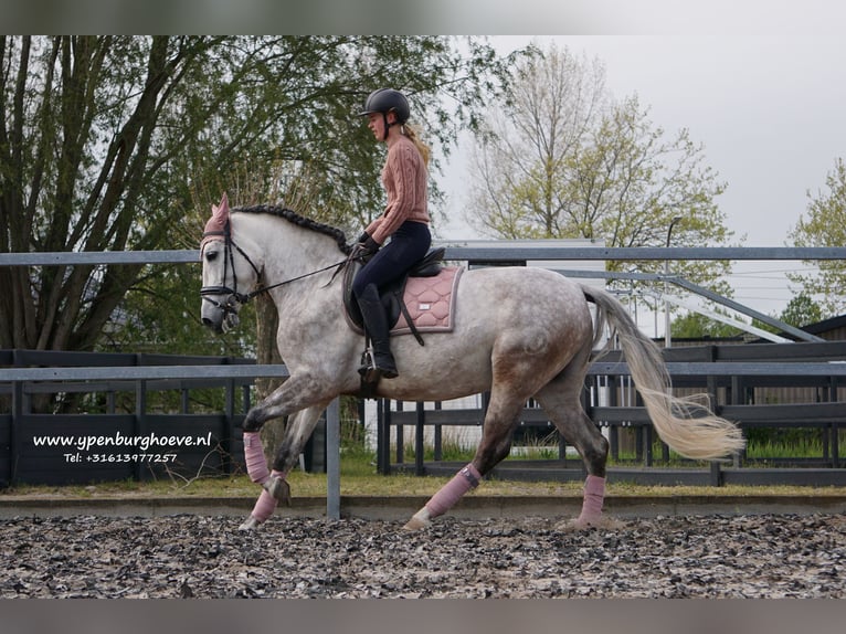 PRE Caballo castrado 7 años 165 cm Tordo ruano in Den Haag