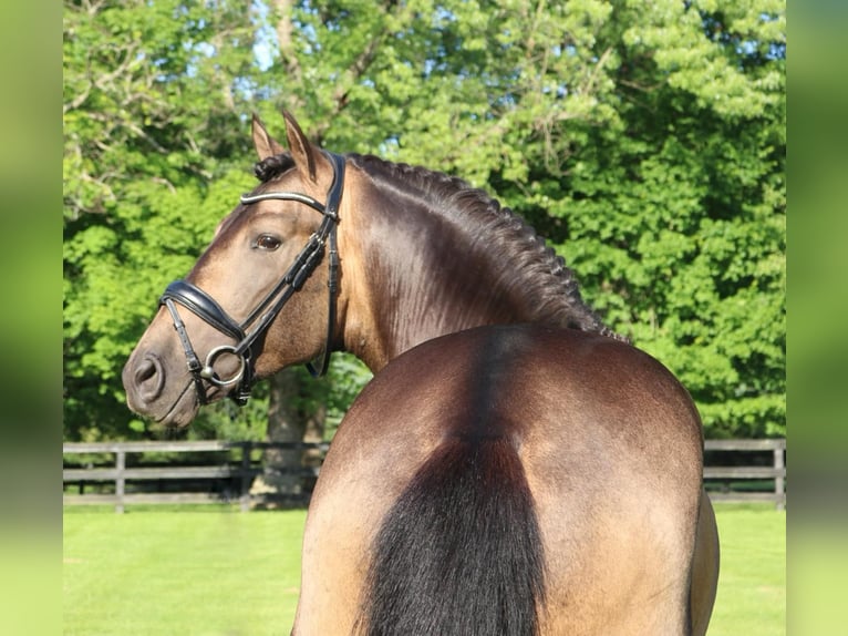 PRE Mestizo Caballo castrado 7 años 166 cm Buckskin/Bayo in Wildenbruch