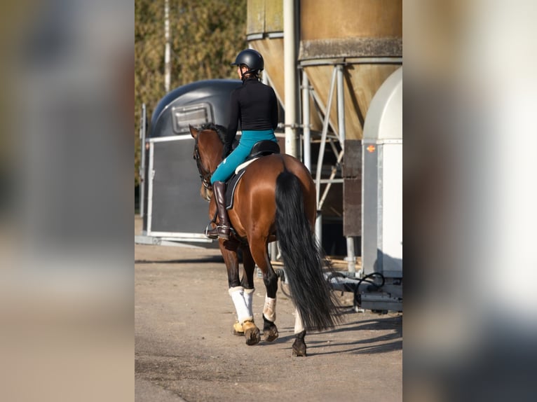 PRE Caballo castrado 7 años 166 cm Castaño in 's-Gravenhage