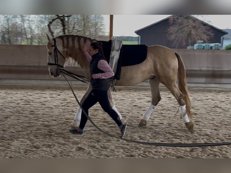 PRE Caballo castrado 7 años 166 cm Perla in Wilflingen