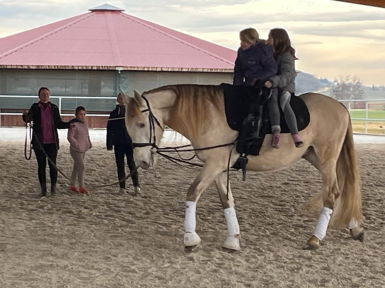 PRE Mestizo Caballo castrado 7 años 166 cm Perlino in Wilflingen