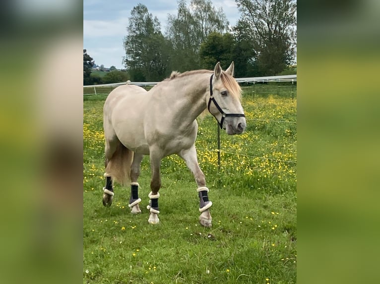 PRE Mestizo Caballo castrado 7 años 166 cm Perlino in Wilflingen