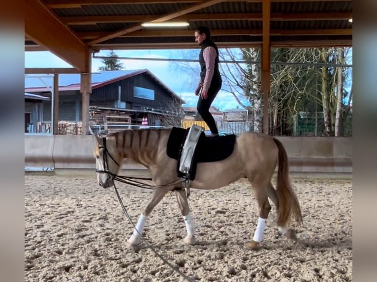 PRE Mestizo Caballo castrado 7 años 166 cm Perlino in Wilflingen