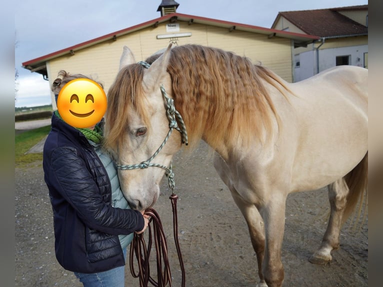 PRE Mestizo Caballo castrado 7 años 166 cm Perlino in Wilflingen