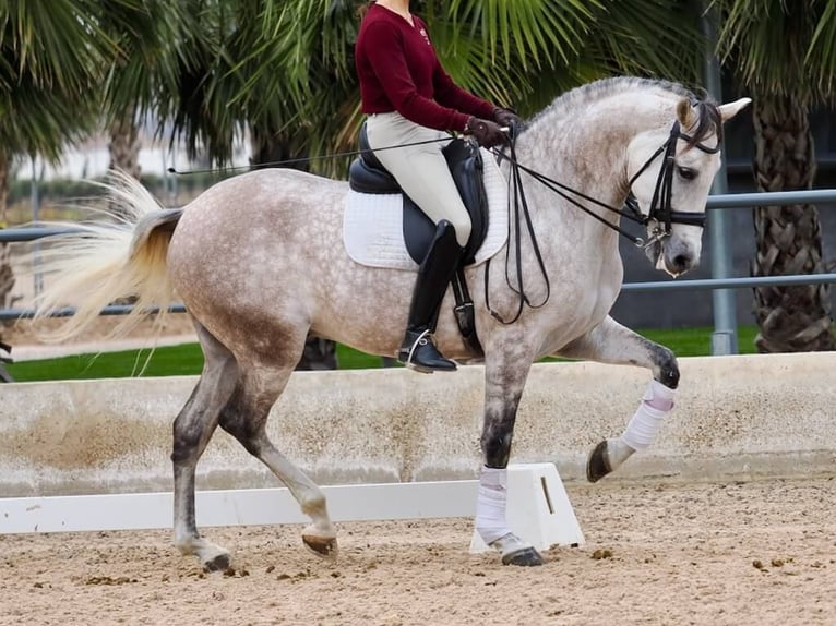 PRE Mestizo Caballo castrado 7 años 166 cm Tordo in Navas Del Madroño