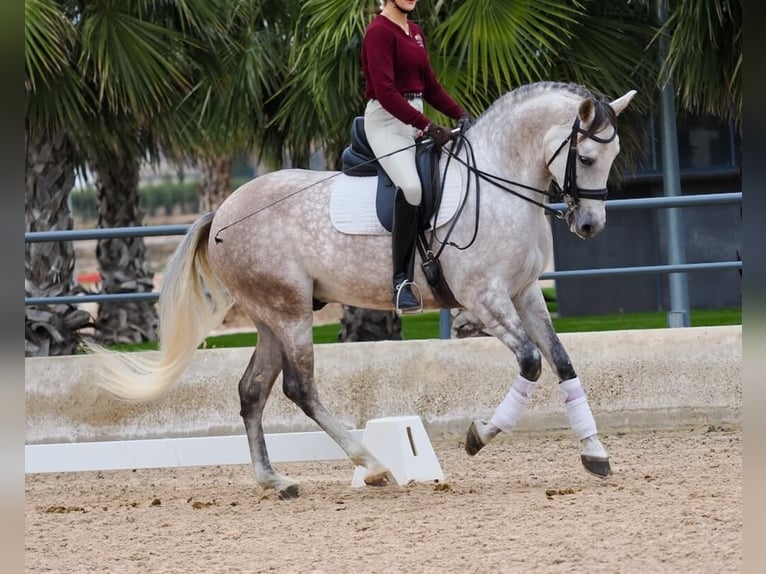 PRE Mestizo Caballo castrado 7 años 166 cm Tordo in Navas Del Madroño