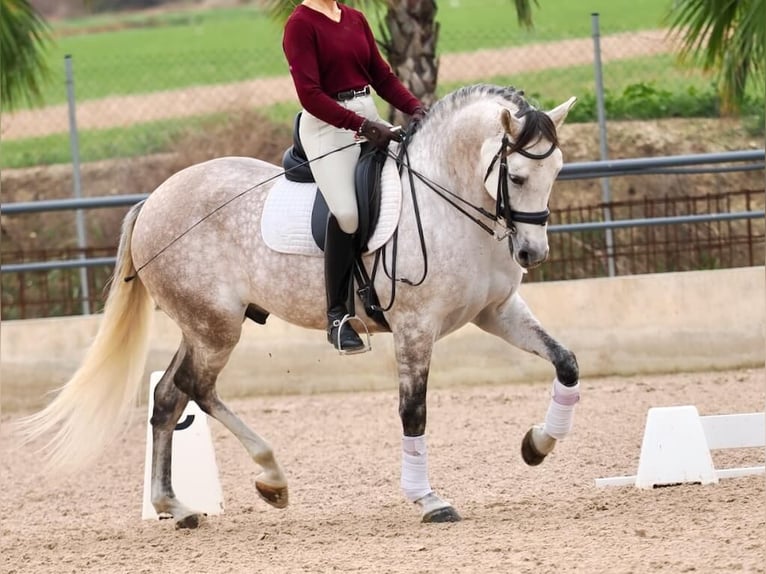 PRE Mestizo Caballo castrado 7 años 166 cm Tordo in Navas Del Madroño