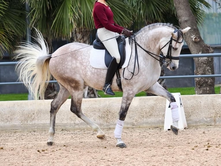 PRE Mestizo Caballo castrado 7 años 166 cm Tordo in Navas Del Madroño