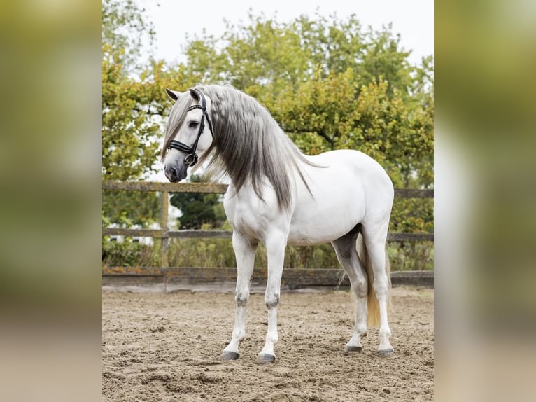 PRE Mestizo Caballo castrado 7 años 166 cm Tordo in Grebenhain