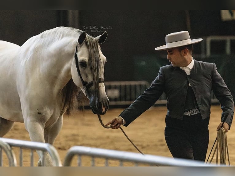 PRE Mestizo Caballo castrado 7 años 166 cm Tordo in Grebenhain
