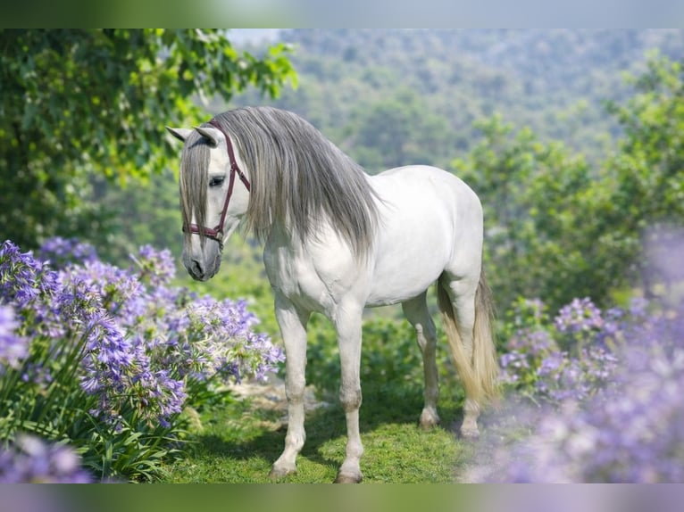 PRE Mestizo Caballo castrado 7 años 166 cm Tordo in Grebenhain