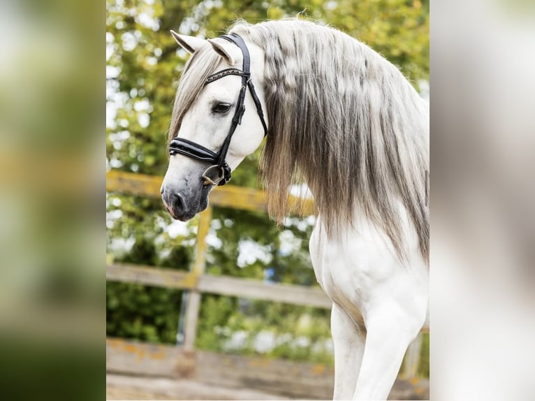 PRE Mestizo Caballo castrado 7 años 166 cm Tordo in Grebenhain