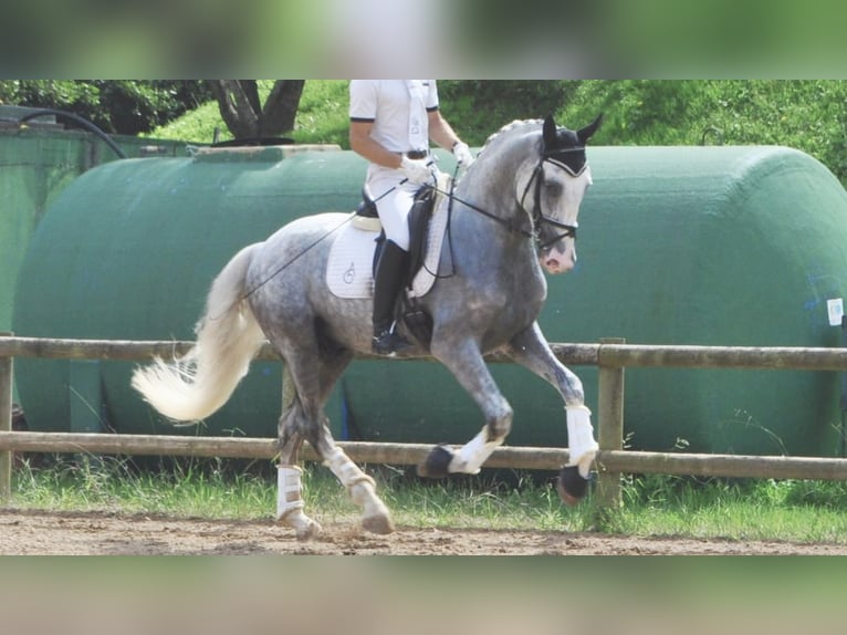 PRE Mestizo Caballo castrado 7 años 166 cm Tordo in NAVAS DEL MADRONO