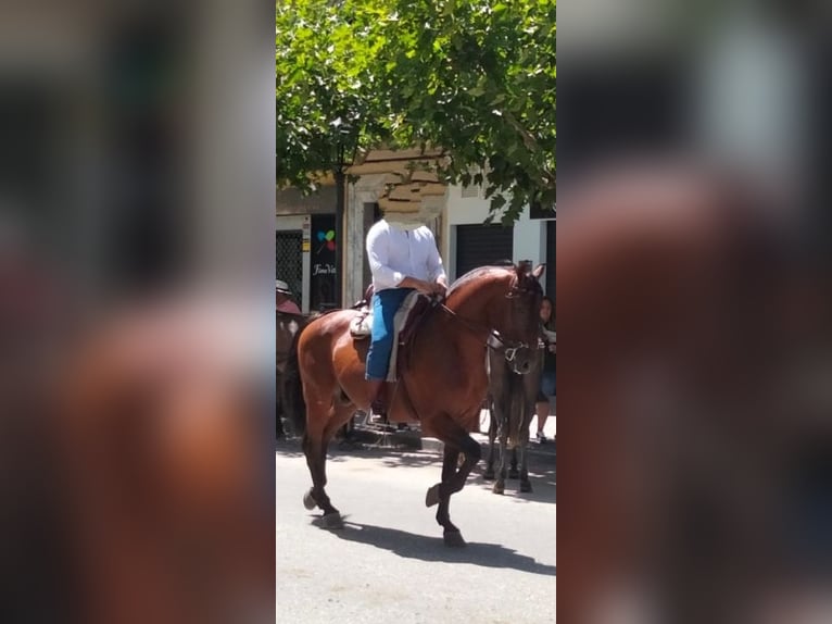 PRE Caballo castrado 7 años 167 cm Castaño in Martos