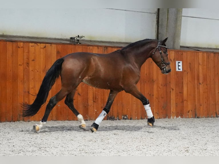 PRE Caballo castrado 7 años 167 cm Castaño rojizo in Heuvelland