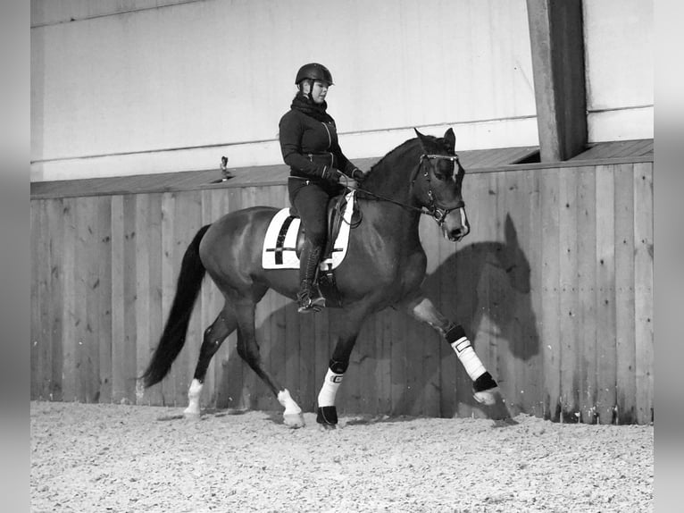 PRE Caballo castrado 7 años 167 cm Castaño rojizo in Heuvelland