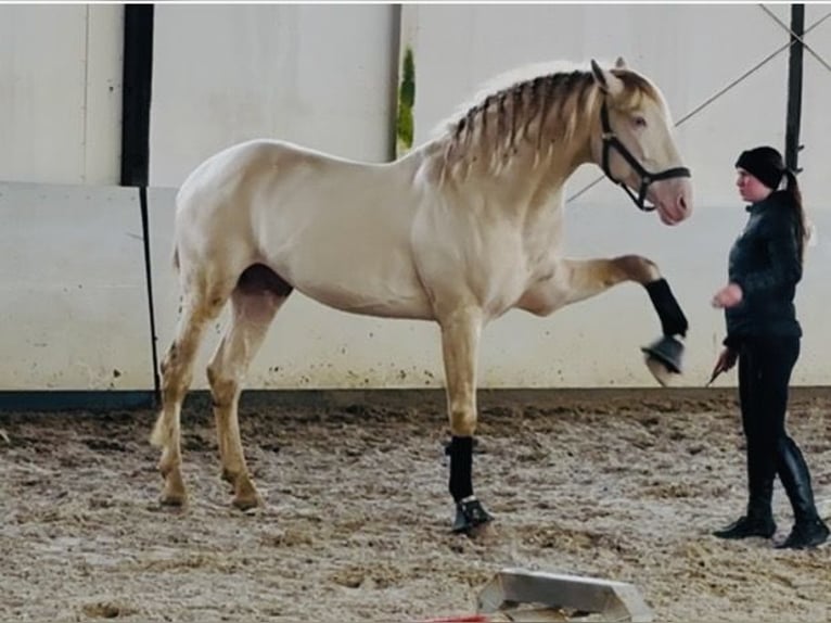 PRE Caballo castrado 7 años 167 cm Perla in HassendorfSottrum