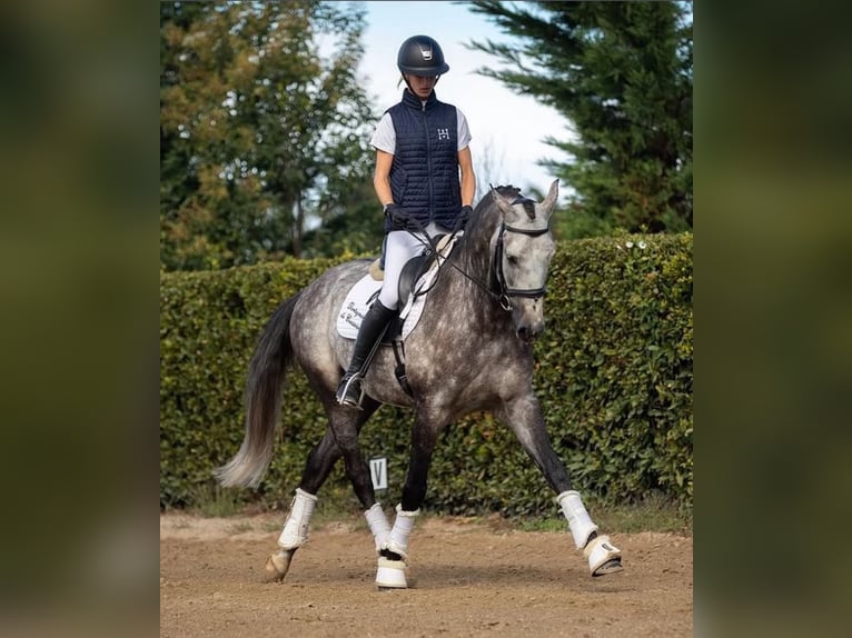 PRE Caballo castrado 7 años 167 cm Tordo in Achtmaal