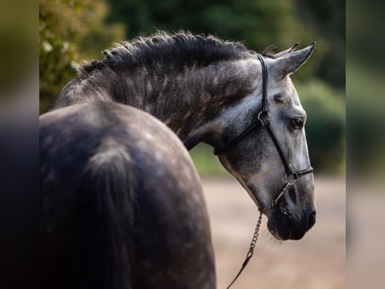 PRE Caballo castrado 7 años 167 cm Tordo in Achtmaal