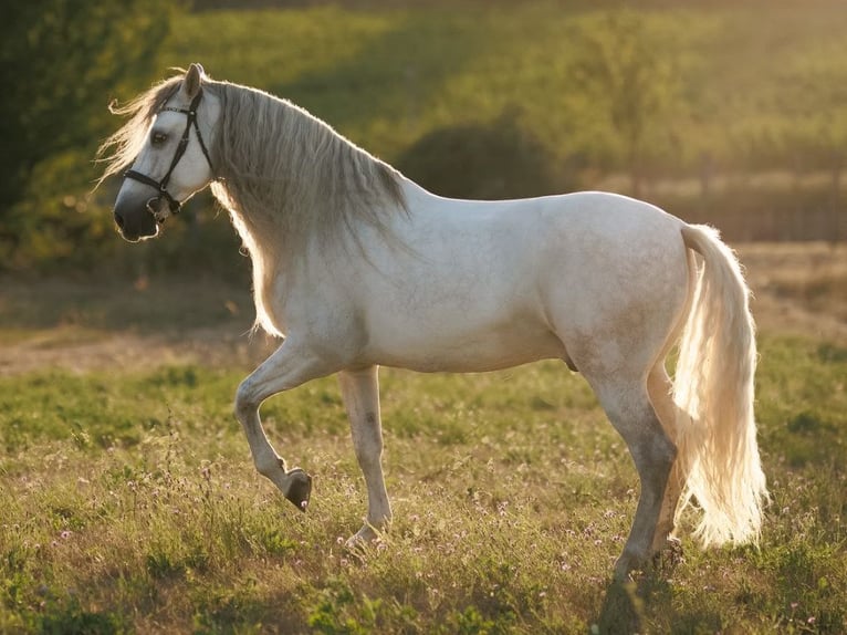 PRE Mestizo Caballo castrado 7 años 167 cm Tordo in Navas Del Madroño