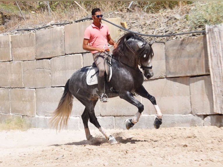 PRE Caballo castrado 7 años 167 cm Tordo in Provinz Malaga