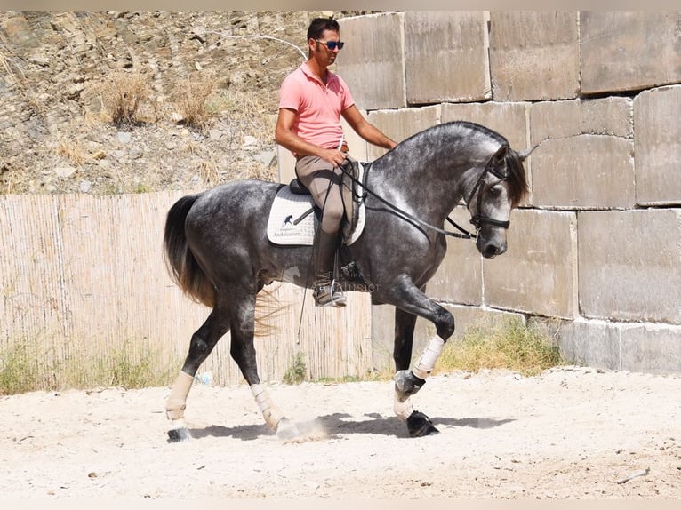 PRE Caballo castrado 7 años 167 cm Tordo in Provinz Malaga