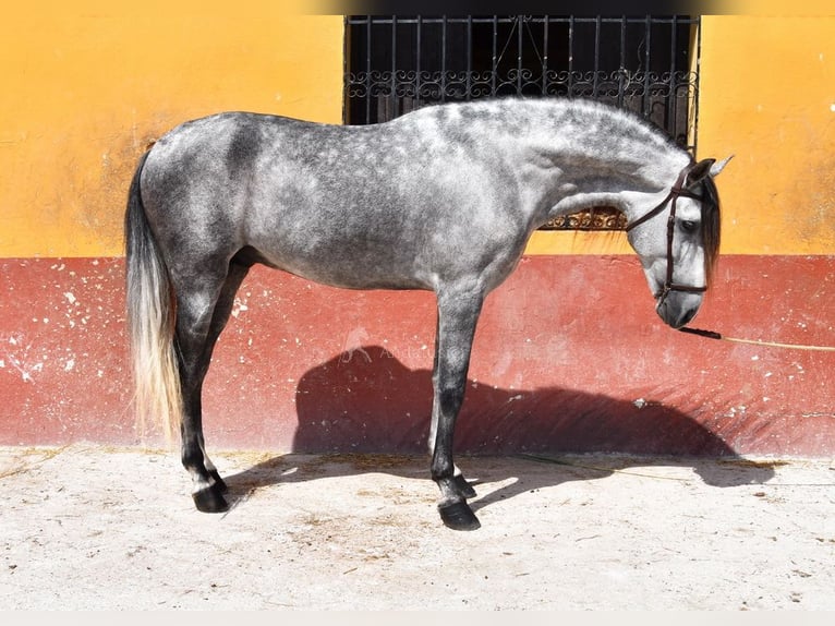 PRE Caballo castrado 7 años 167 cm Tordo in Provinz Malaga