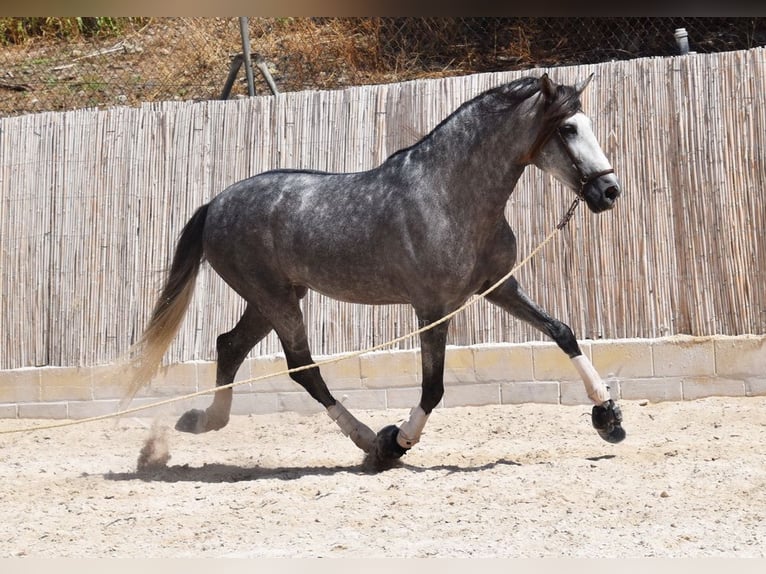 PRE Caballo castrado 7 años 167 cm Tordo in Provinz Malaga