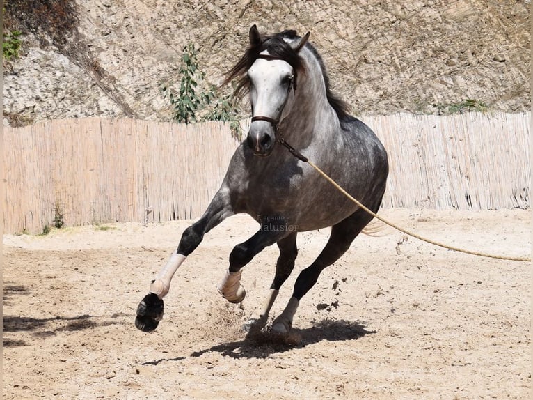 PRE Caballo castrado 7 años 167 cm Tordo in Provinz Malaga