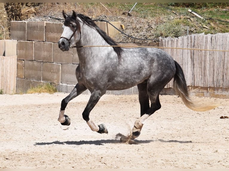 PRE Caballo castrado 7 años 167 cm Tordo in Provinz Malaga