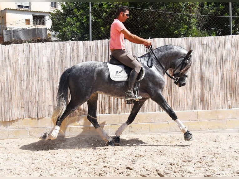 PRE Caballo castrado 7 años 167 cm Tordo in Provinz Malaga