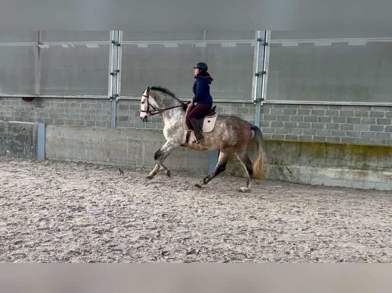 PRE Caballo castrado 7 años 167 cm Tordo rodado in Walhorn