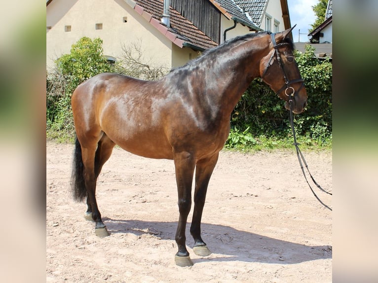 PRE Caballo castrado 7 años 168 cm Castaño in Sonnefeld