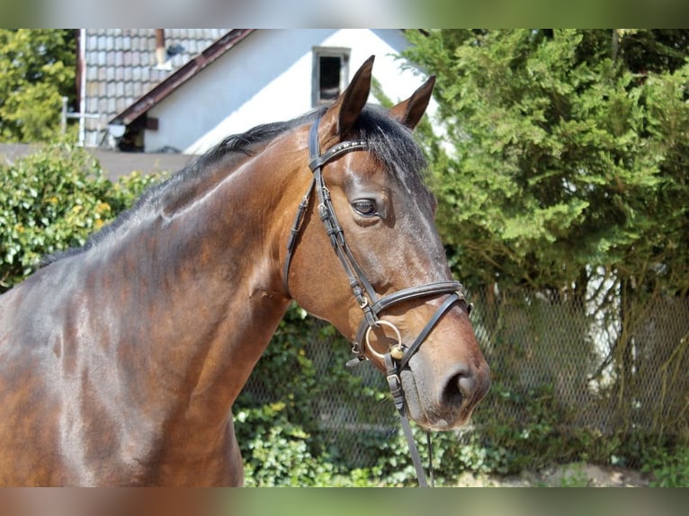 PRE Caballo castrado 7 años 168 cm Castaño in Sonnefeld