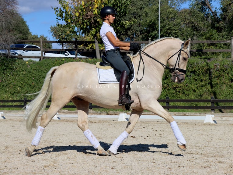 PRE Caballo castrado 7 años 168 cm Palomino in Santa Perpetua de Mogoda