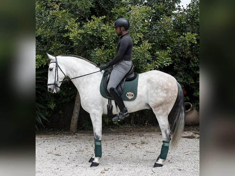 PRE Mestizo Caballo castrado 7 años 168 cm Tordo in Los Barrios